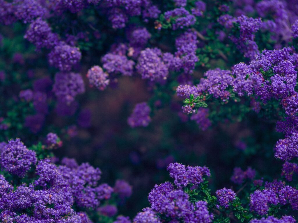 purple flower in macro lens